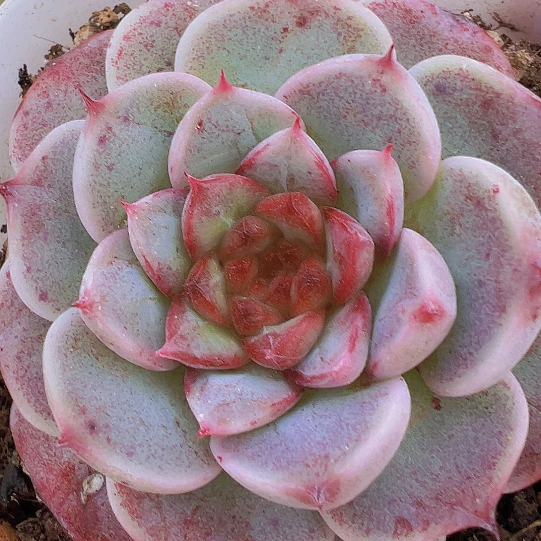 天鹅绒2盆19包邮多肉