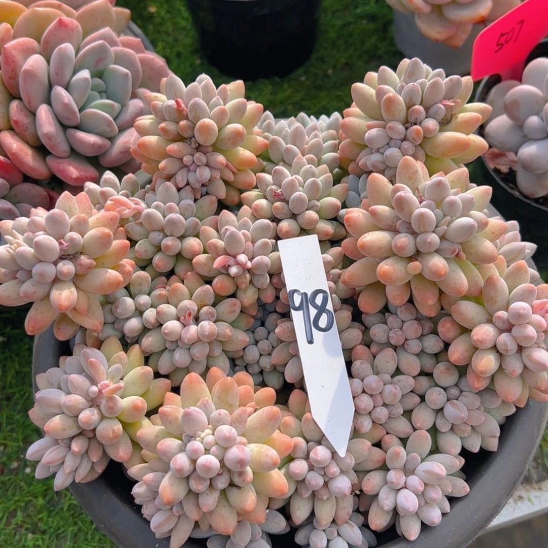 福利来啦打榜啦打榜啦