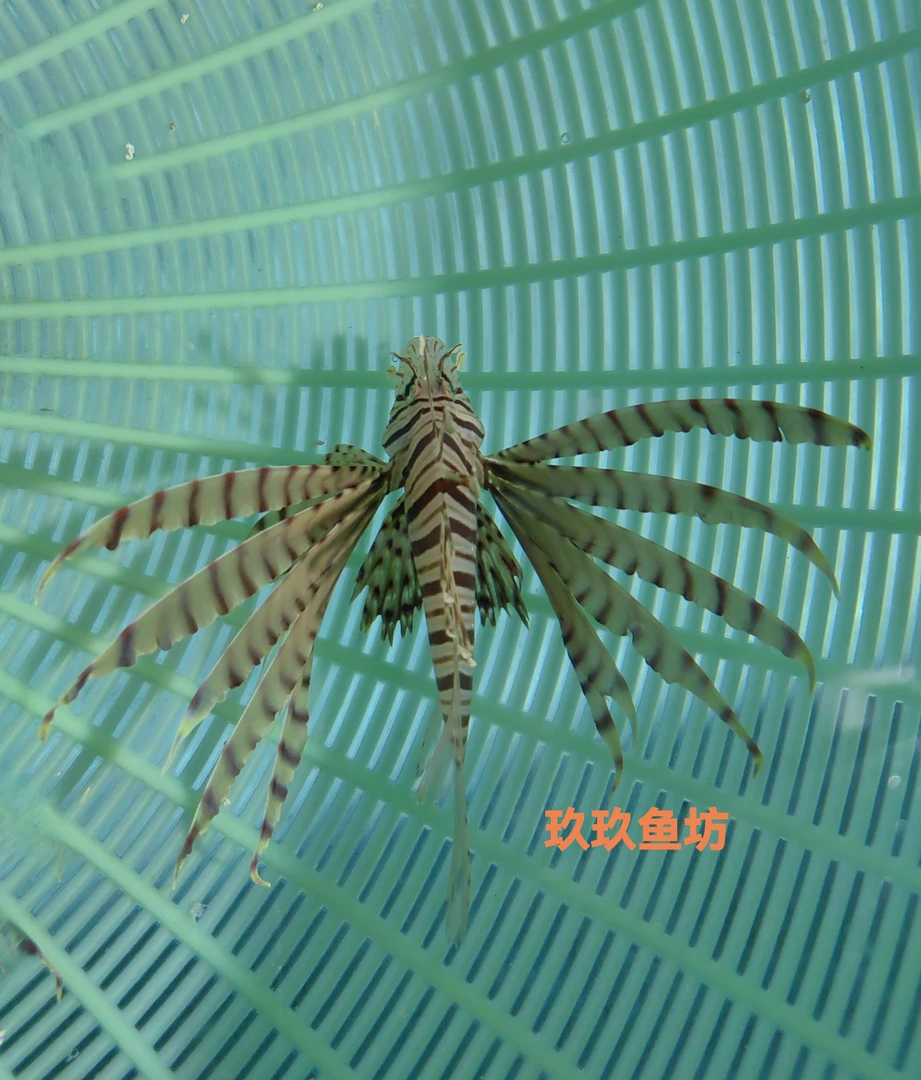玖玖海水鱼坊 狮子鱼 蓑鲉 包邮