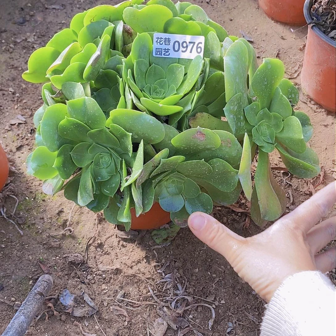 976 号20元包邮不包断枝年后发货