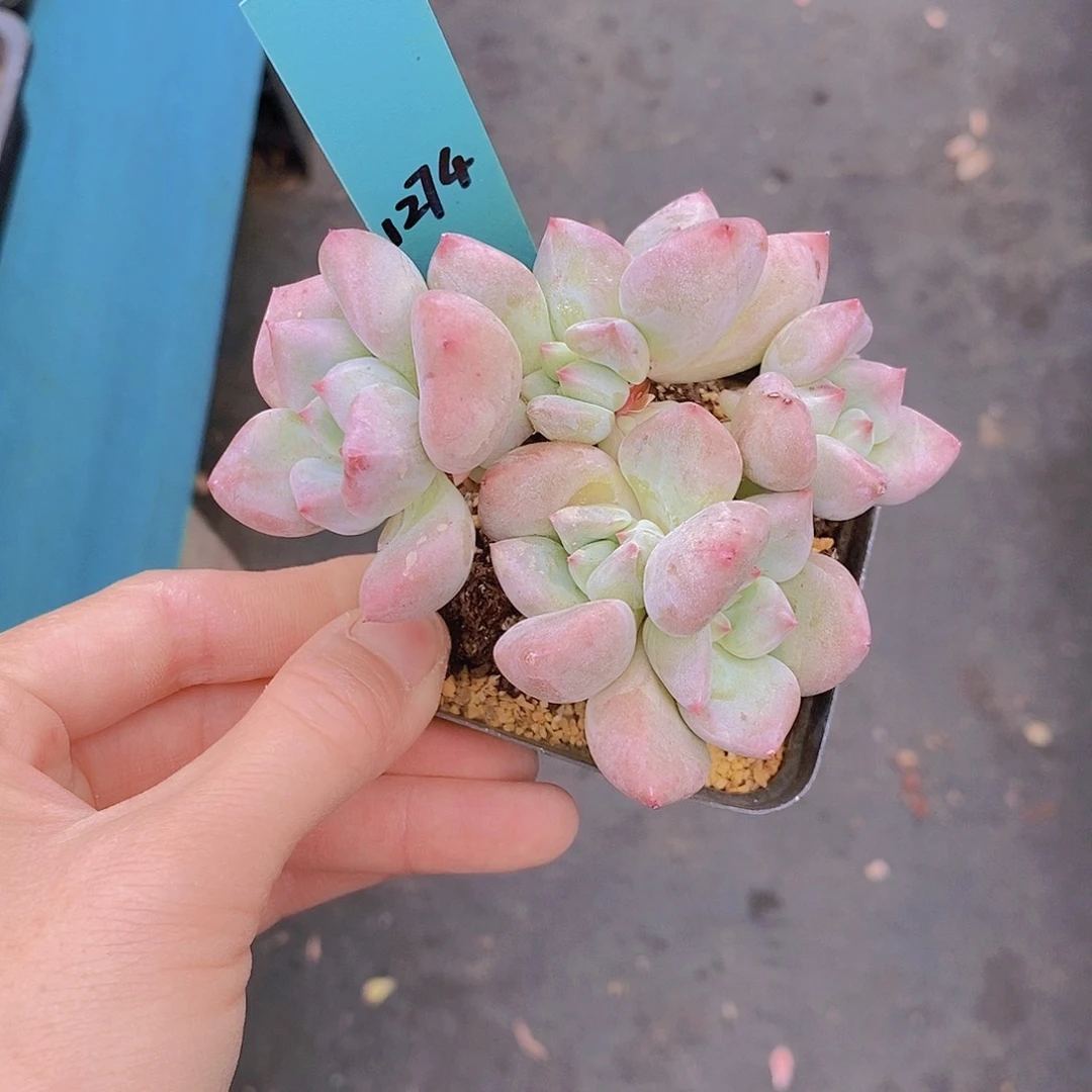 1274多肉植物老桩
