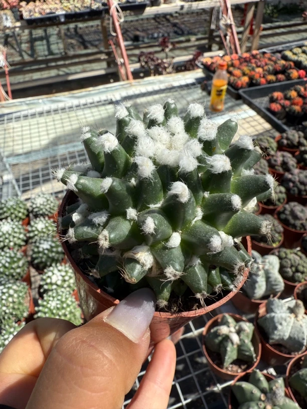 雪糕仙人球短刺白毛开花美观好养易度夏仙人掌盆栽