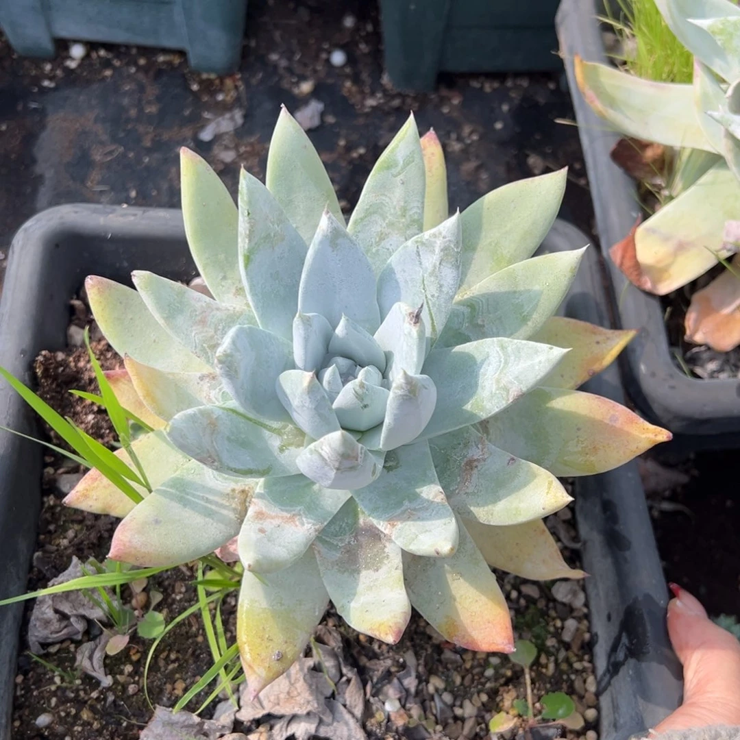 2235塞丽娜哈哈哈哈哈哈