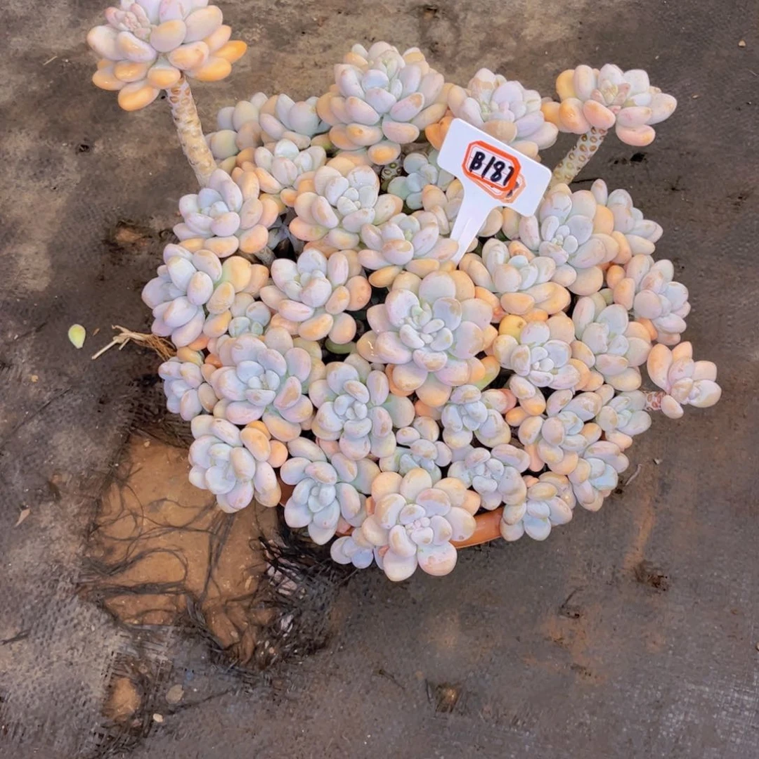 倩***肝香水洛神187多肉植物