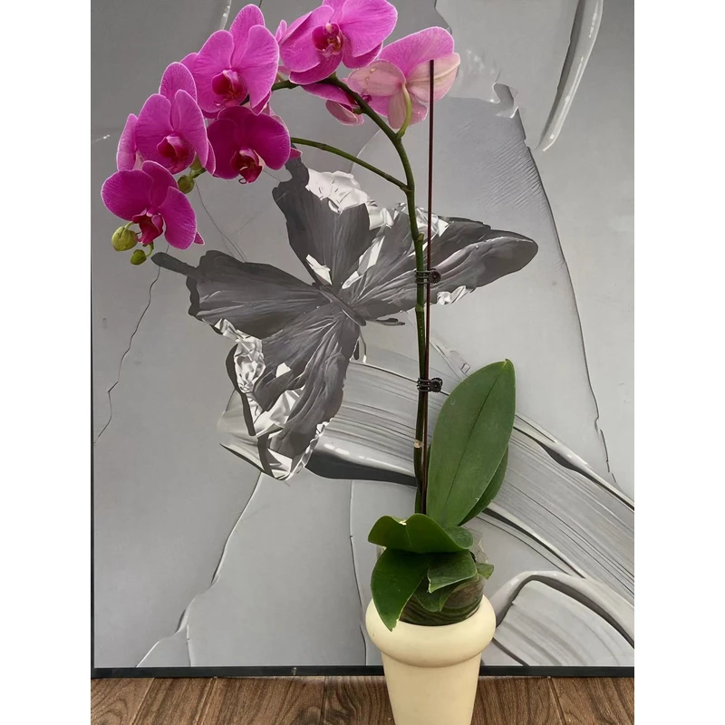 花无缺 恭喜发财 精品蝴蝶兰 室内精品观赏  真花