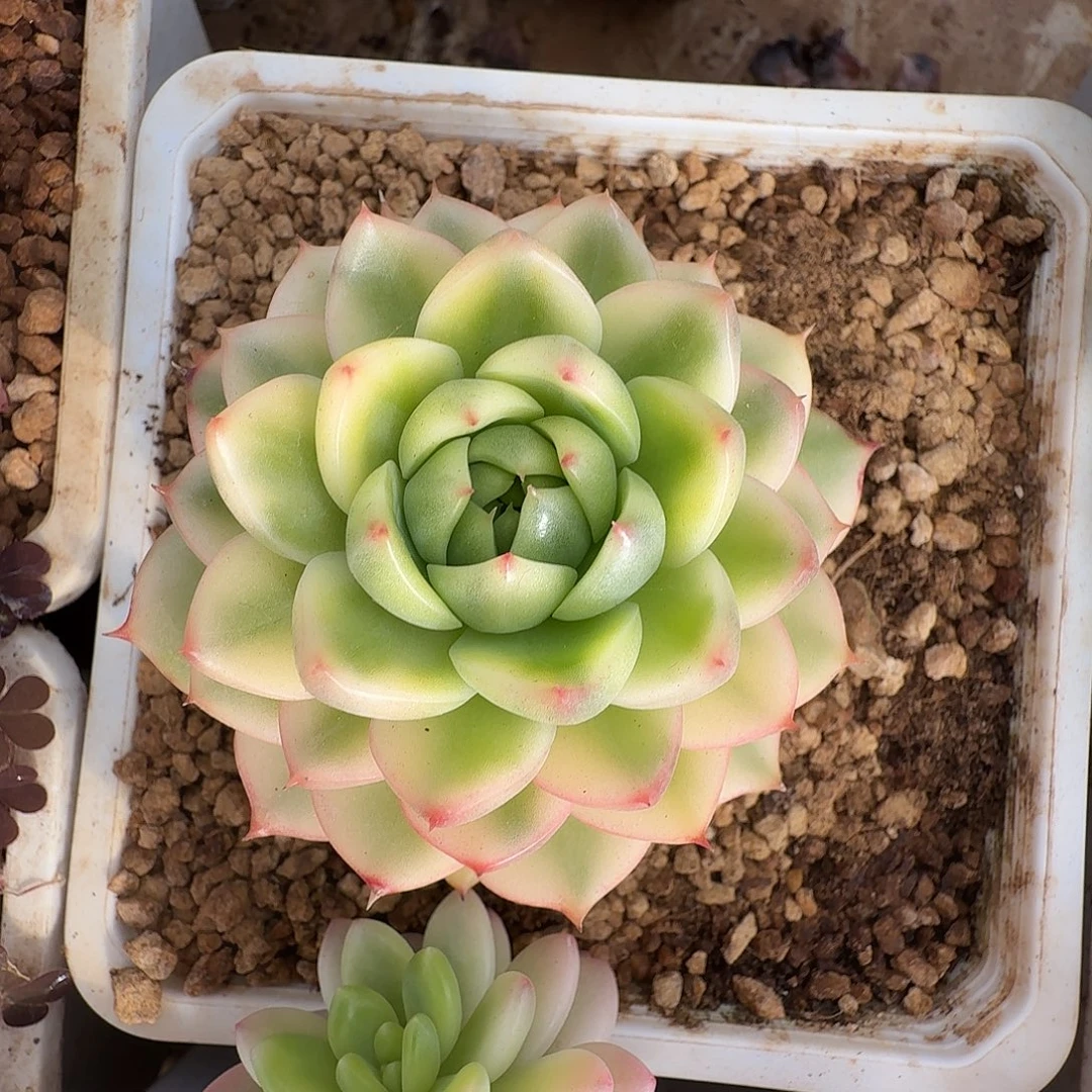 月亮石锦111228-305