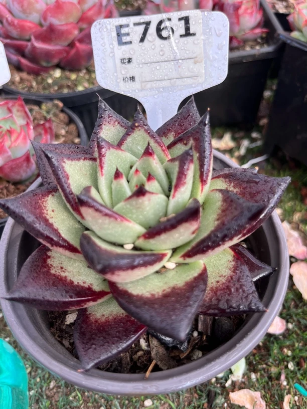 一物一拍乌木多肉植物761号