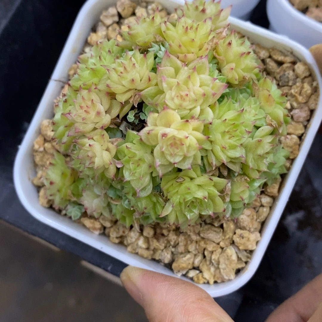 精品多肉一物一拍不包整246