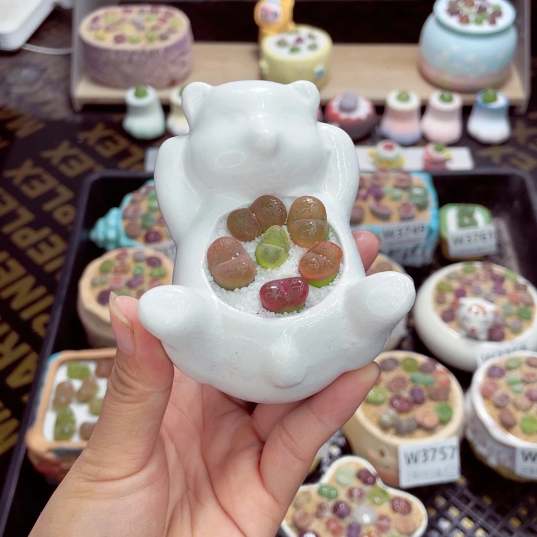 w3764 带盆土发货一物一拍