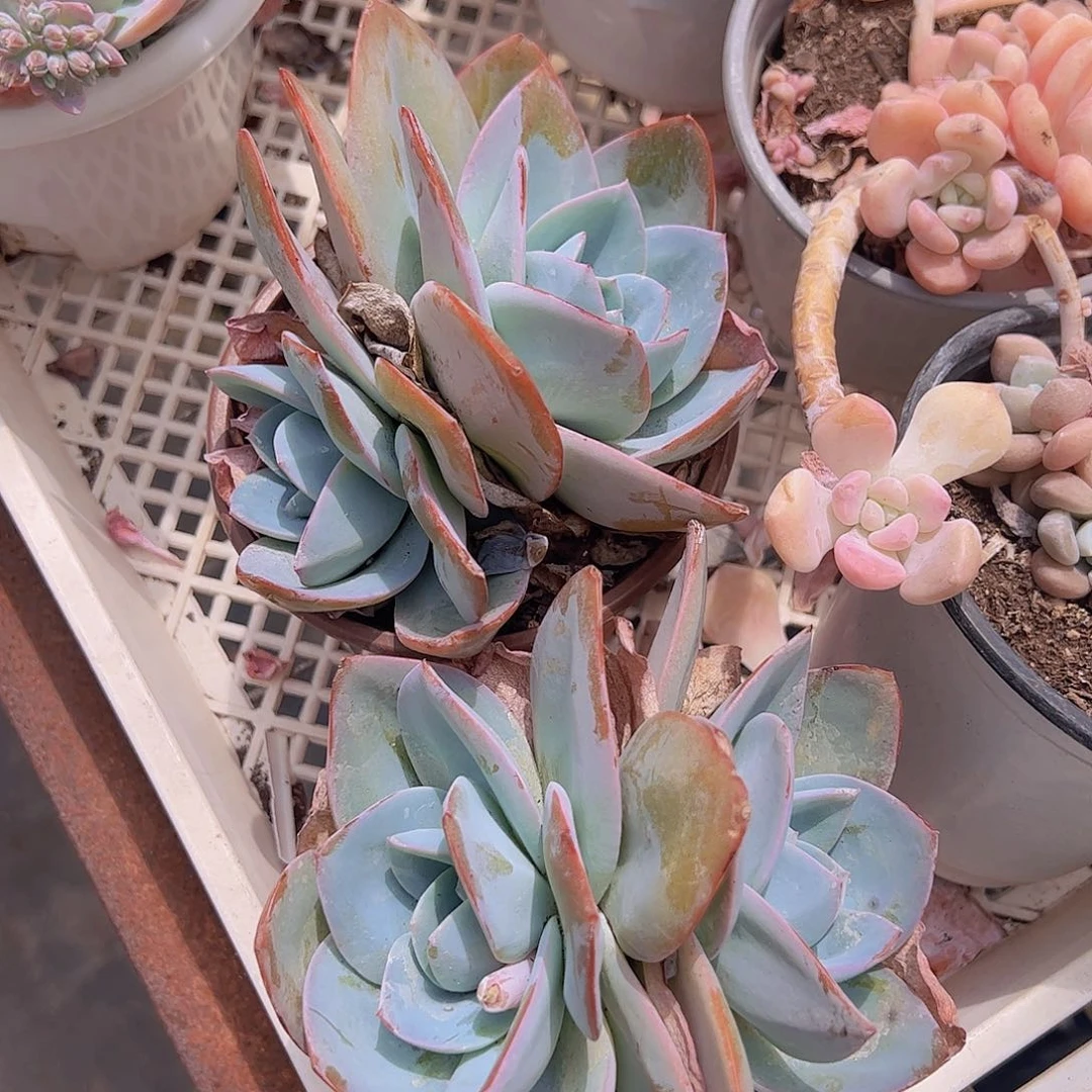 布鲁蓝双头起发精品多肉5.2