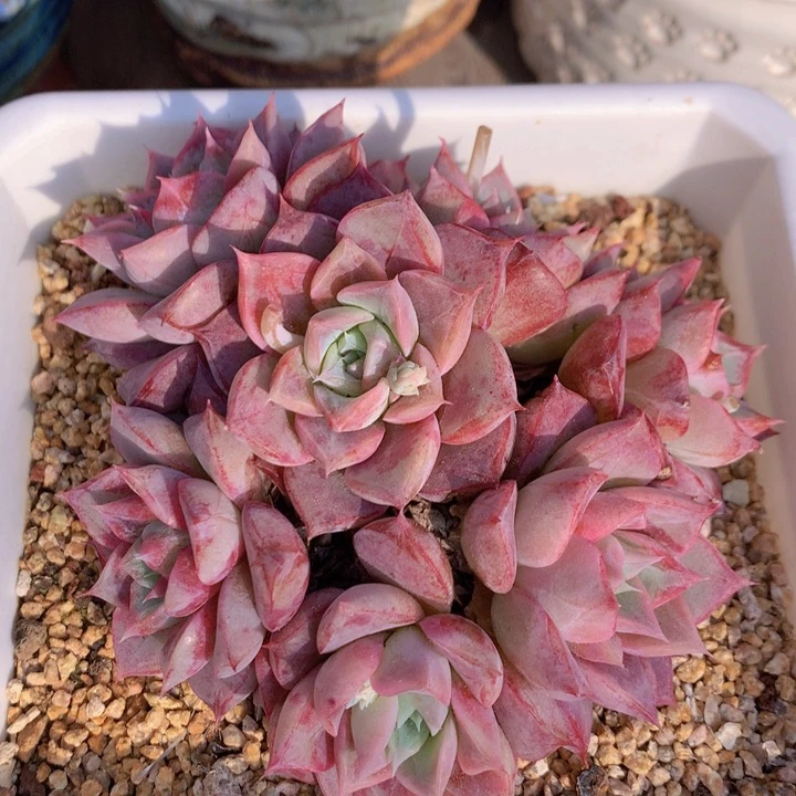 一物一拍脱土洛根发货138