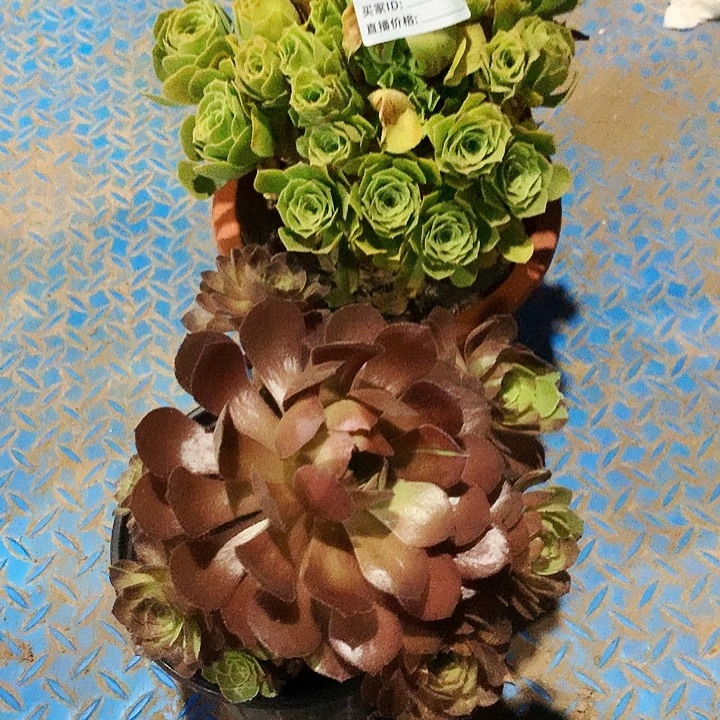 翡翠流离406➕花花公子