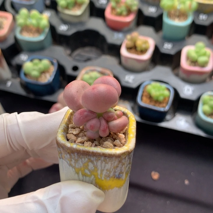 红宝石奶酪 4头+不少小脑袋 很粗的桩子