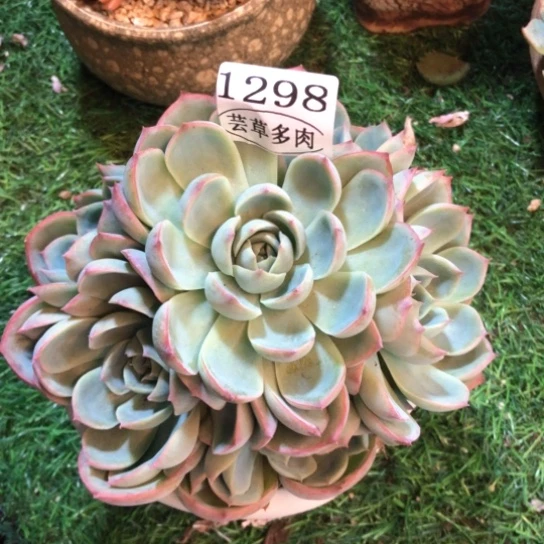侧影群，1298，一物一拍