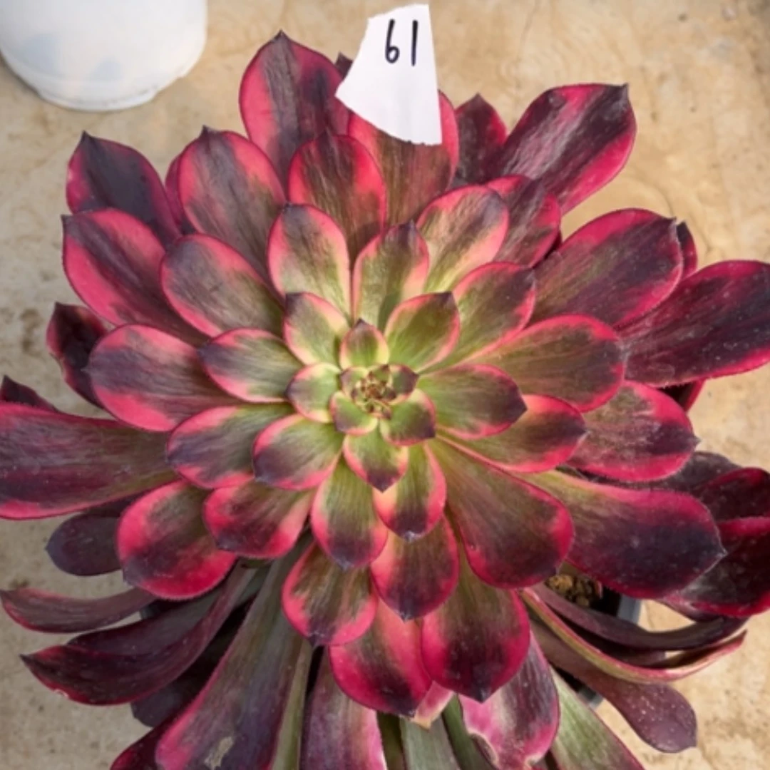 【闪购商品】61烟花多肉法师