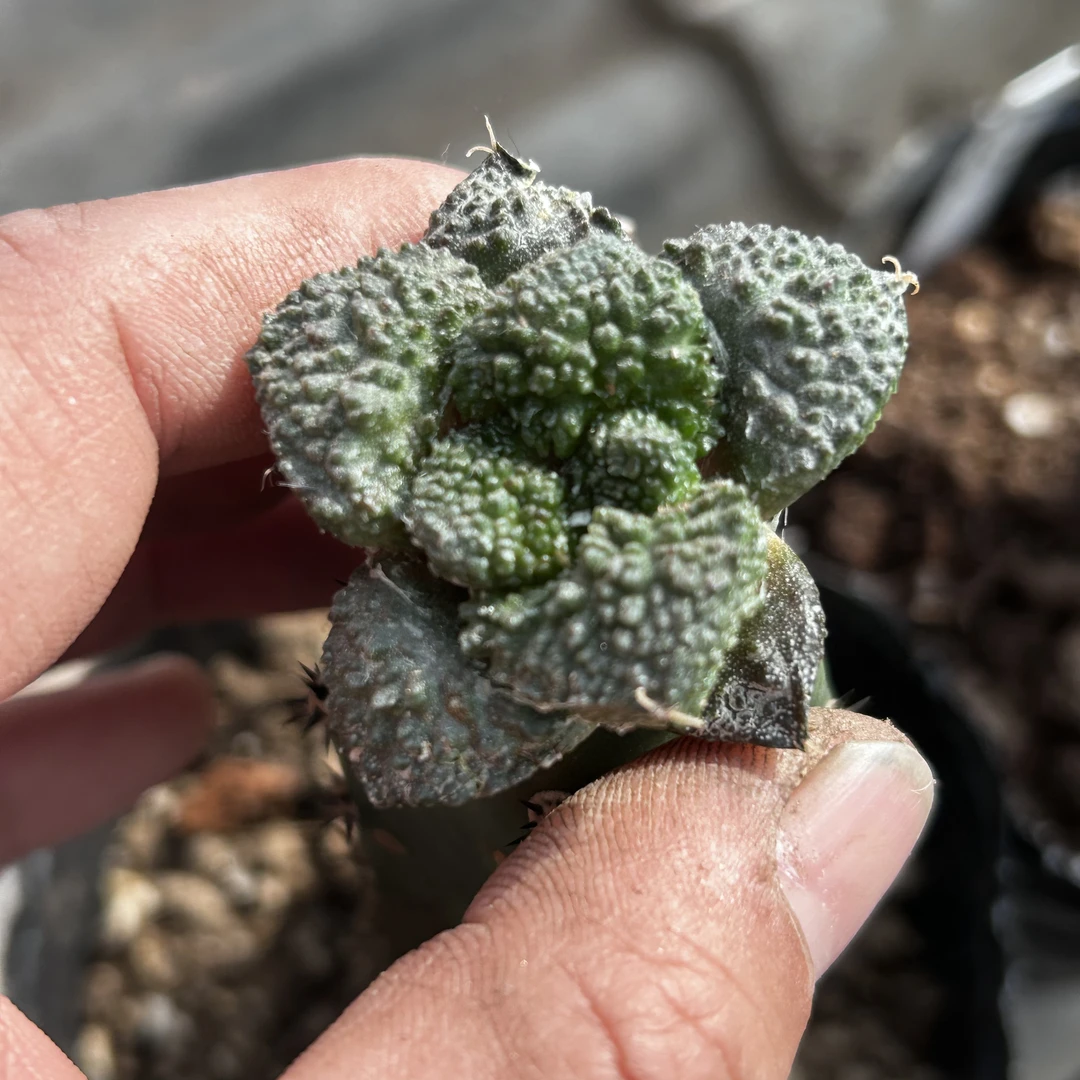 园艺仙人球/牡丹/哥斯拉/a16