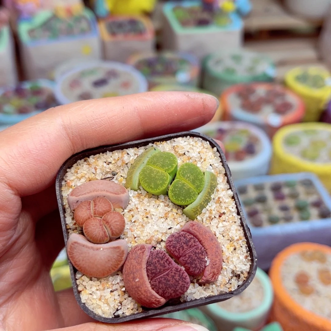 217. 6778876656667888766