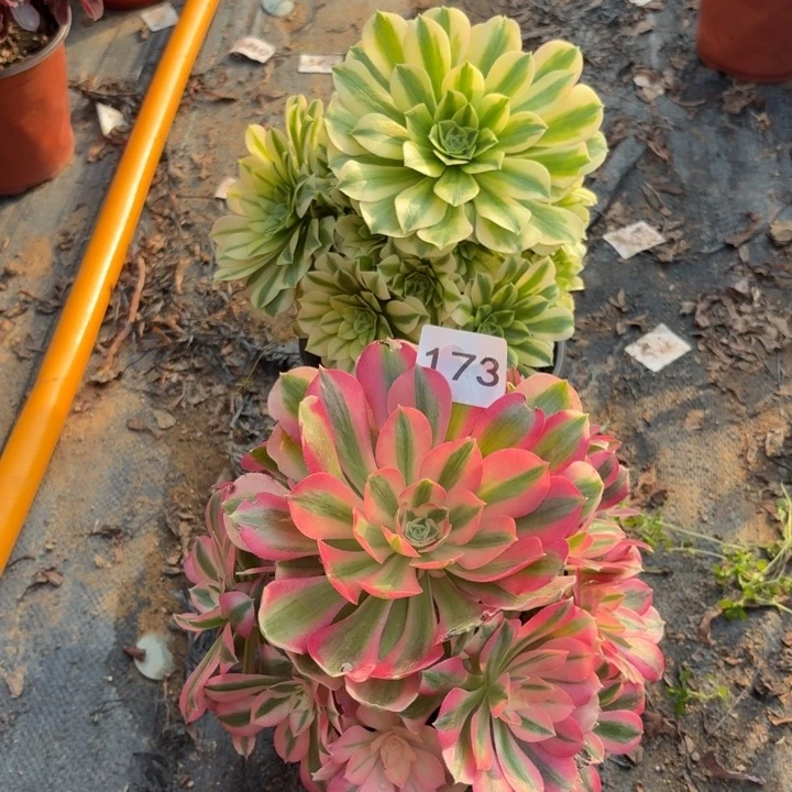 金丝翡翠，粉女巫2棵多肉不包损173