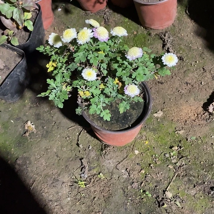 ****️35菊花菊花菊花菊花家