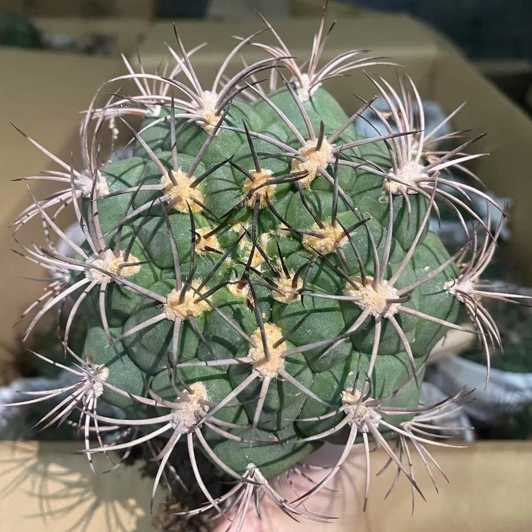 新天地 仙人球植物漳州基地直发货 新手好养室内外阳台办公室绿植