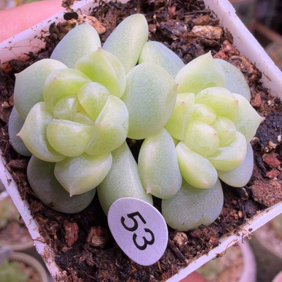 53号双头蜜语一物一拍