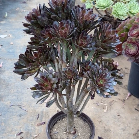 灰法30多肉植物法师法师