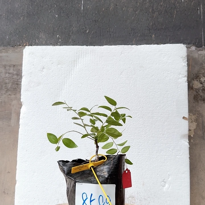 孙***练无花朵芽变杯苗8589