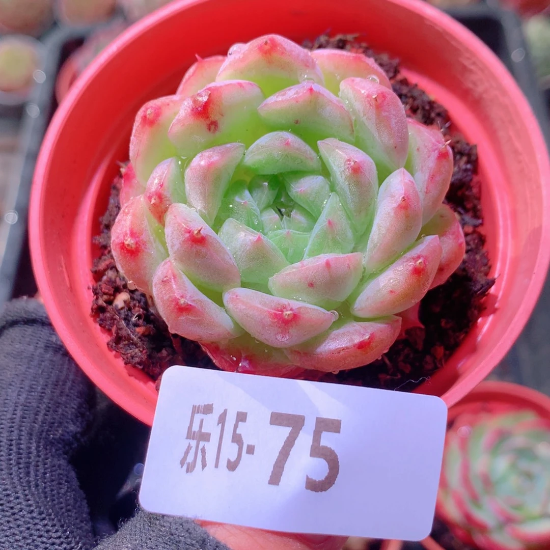 乐然15-75 新品单头