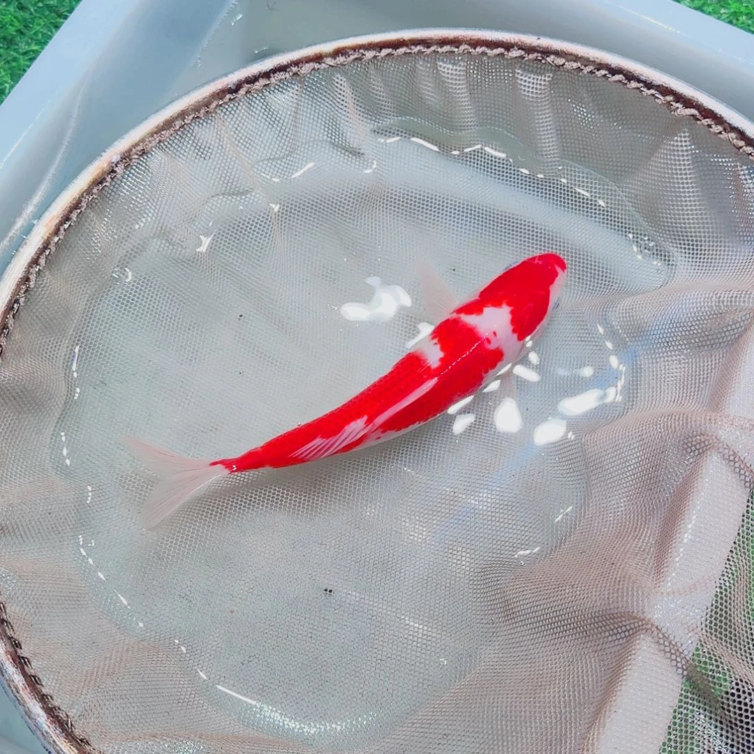海水鱼血统锦鲤大放漏