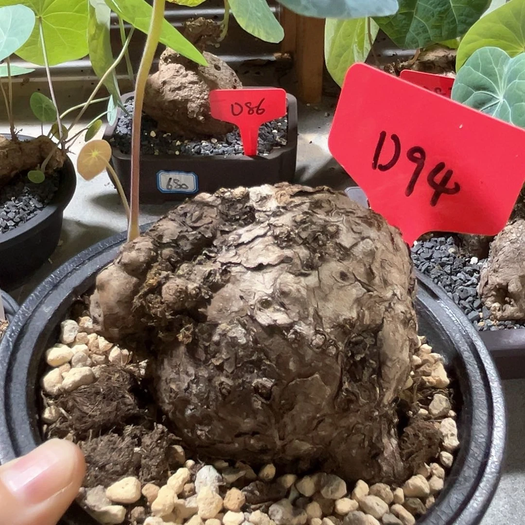 潮流植物一叶龟，D94