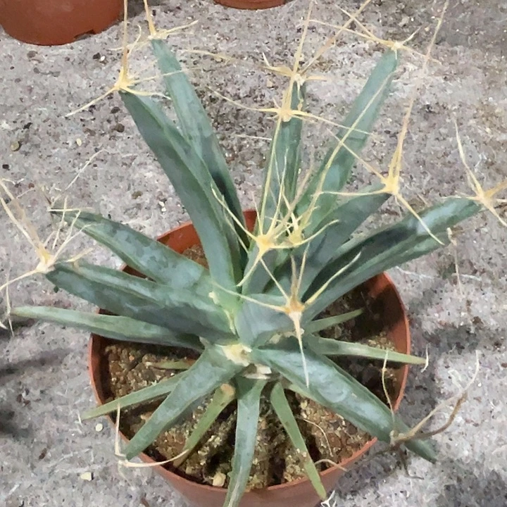 光山龙舌兰仙人球
