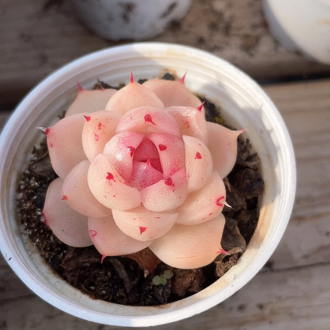 优选麦秆福利9504