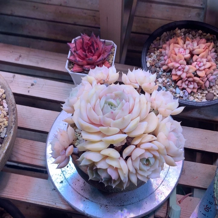 露娜莲z z z z z