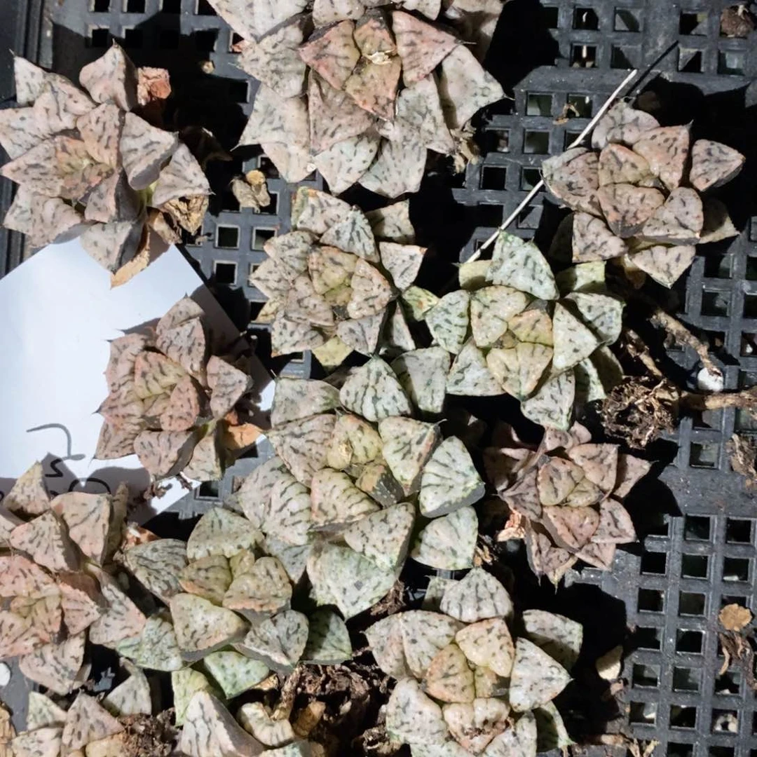 2023 一颗小潘多拉魔盒 超级福利