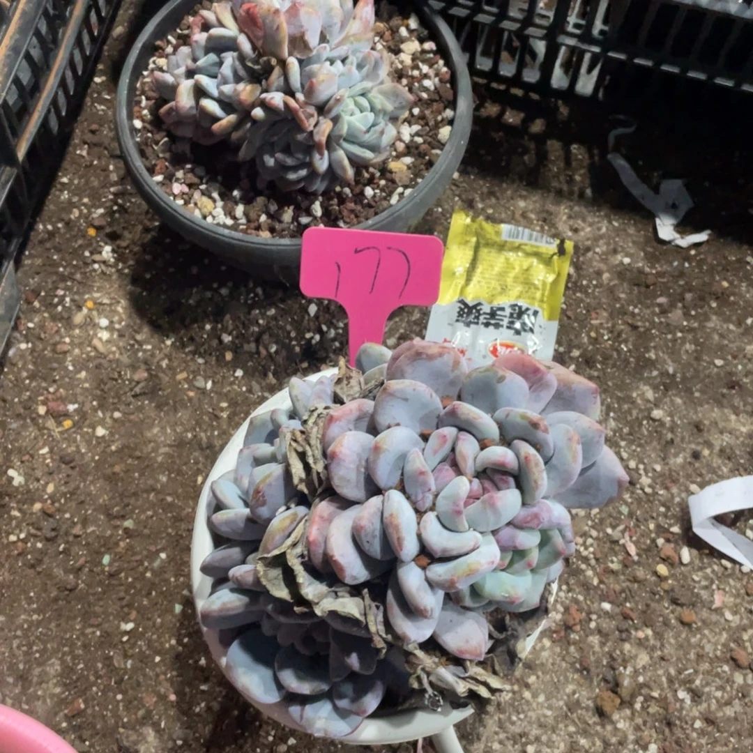 爱***傻星影缀化多头群生177