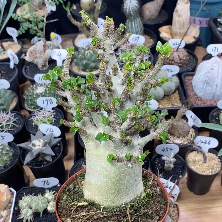 实生哥斯拉沙漠玫瑰79号6.7cm