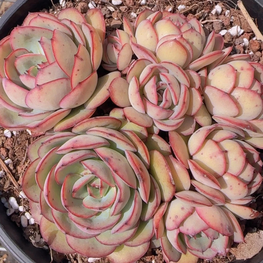 【闪购商品】牡丹亭