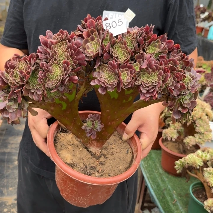 欧嘉莉法师锦缀化805