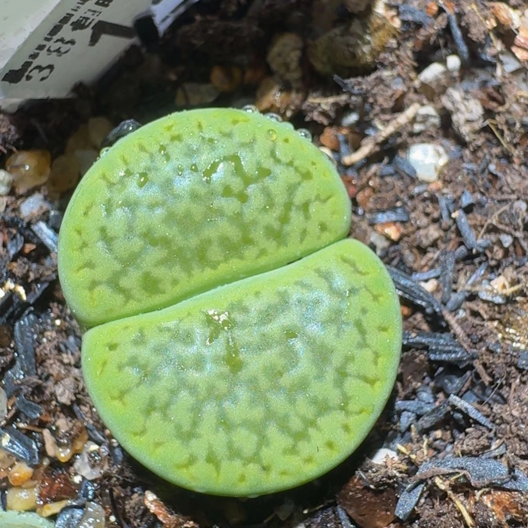 zzzzz精品生石花140