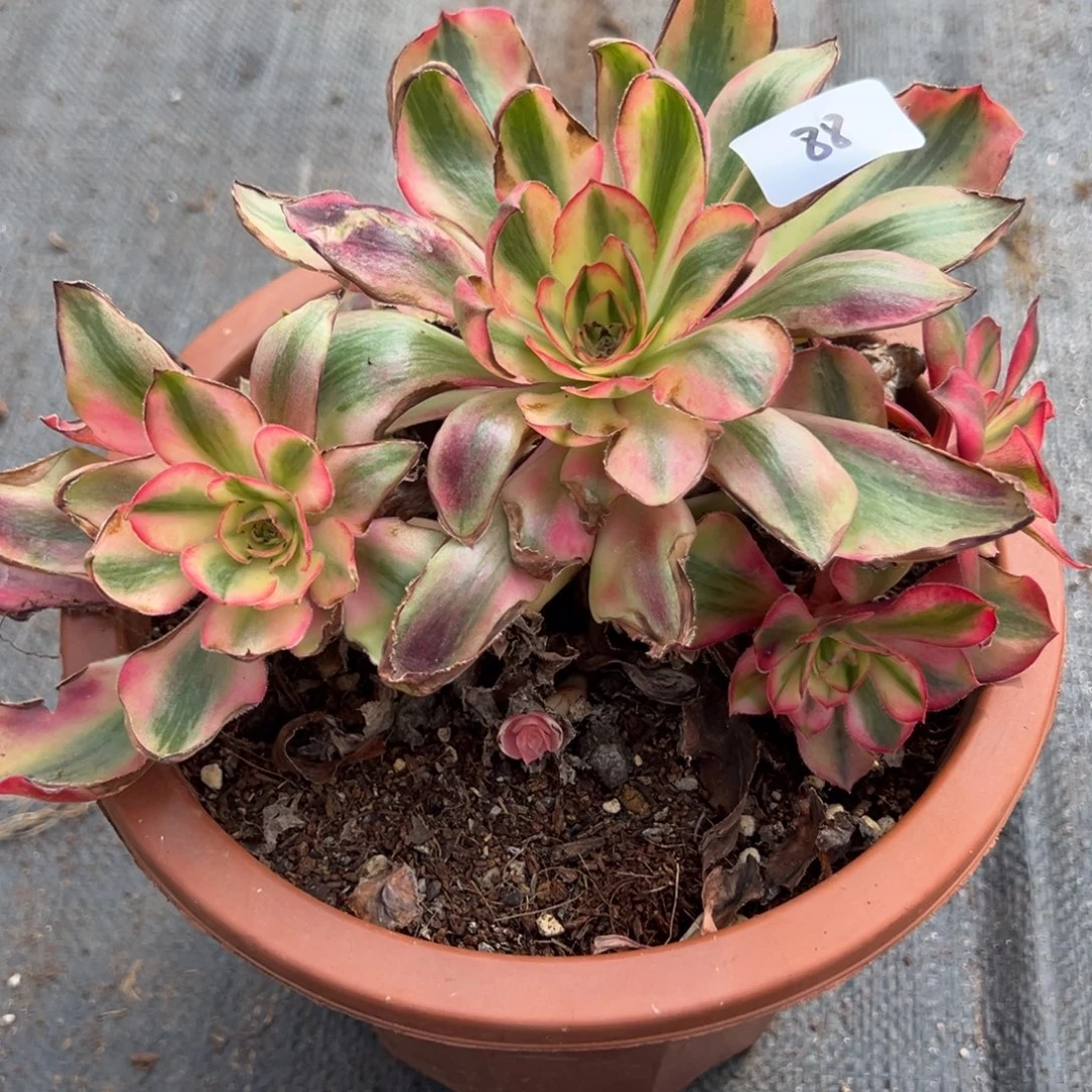 88爱丽丝多肉椅子muben