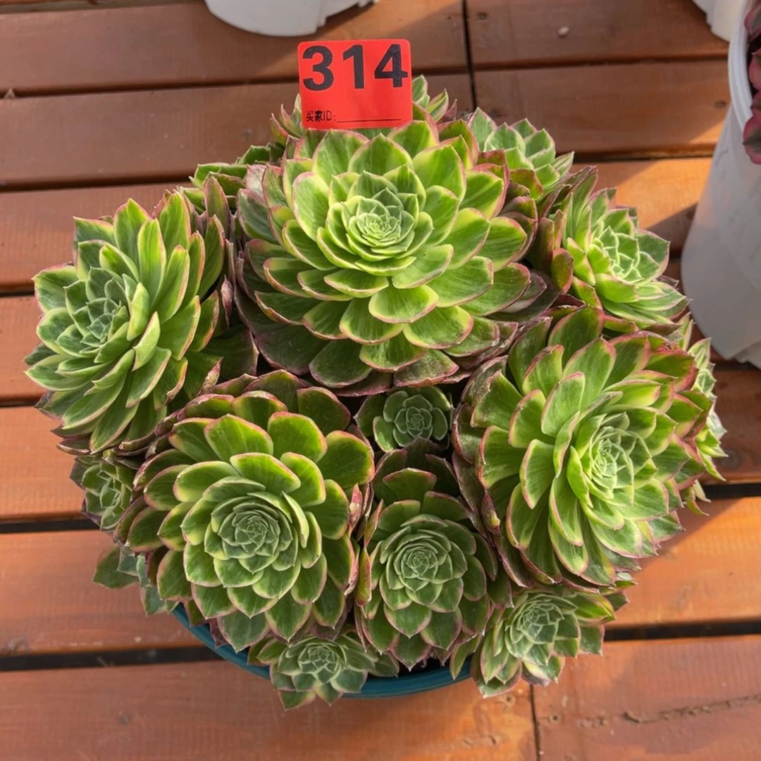 李*华314多肉法师万彩灯