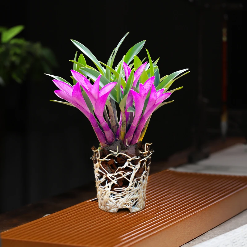 七彩香水兰花盆栽石斛兰花四季开好养绿植浓香型石斛绿植净化空气