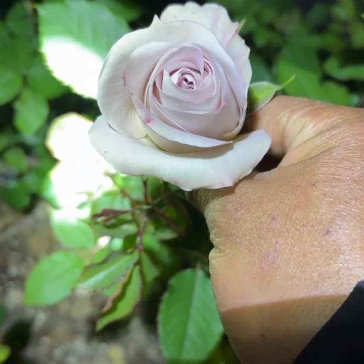 无花朵神秘时间扦插小苗