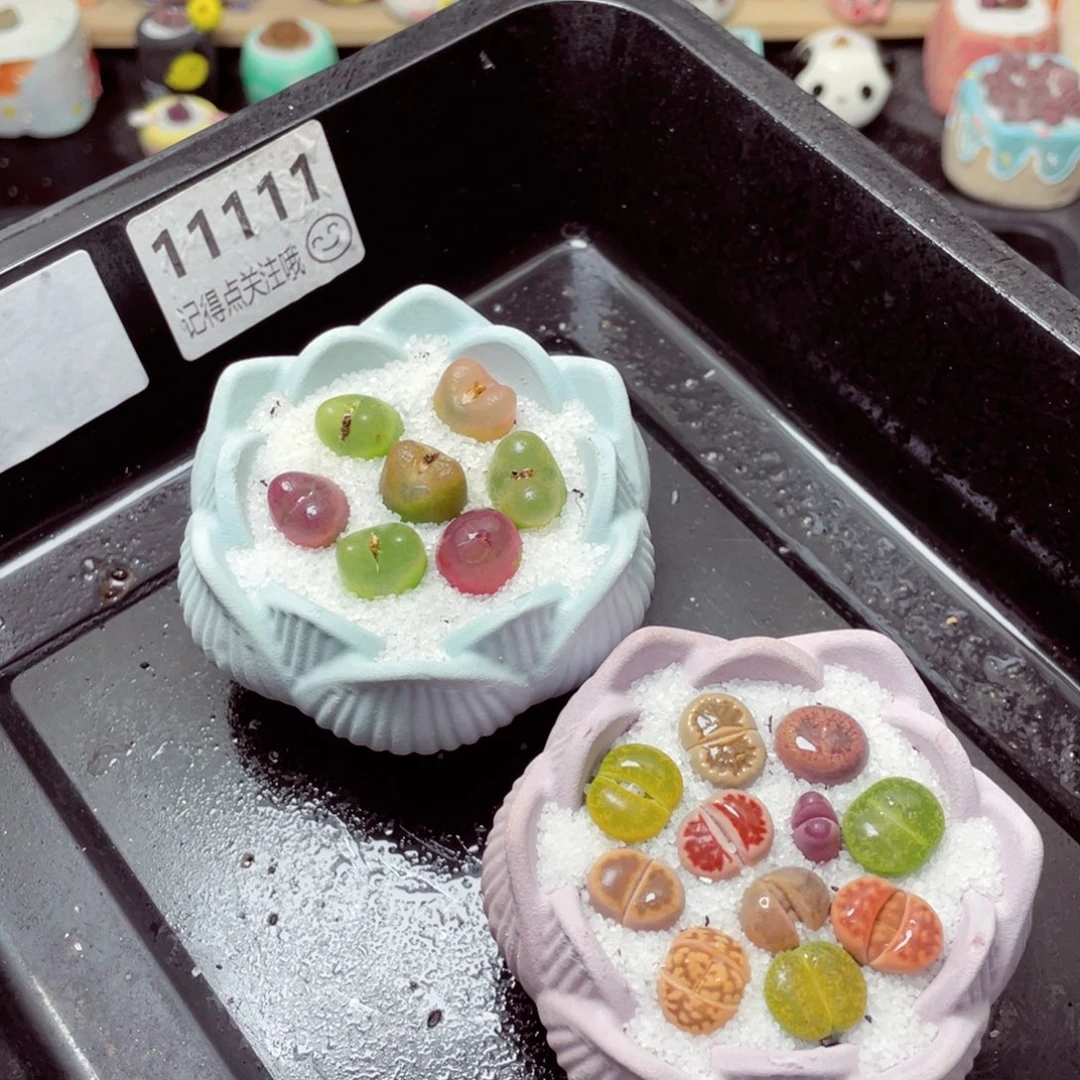 w11111一份两盆量拍