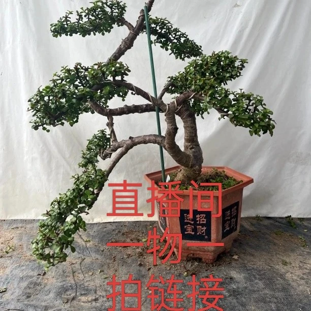 一物一拍金枝玉叶五层造景造型盆栽室内外好养发货