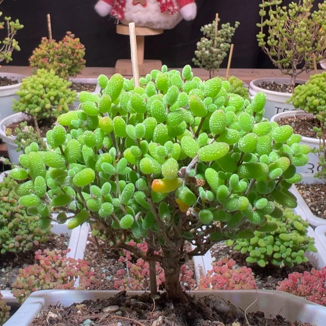 J677金桔带盆土发货一物一拍