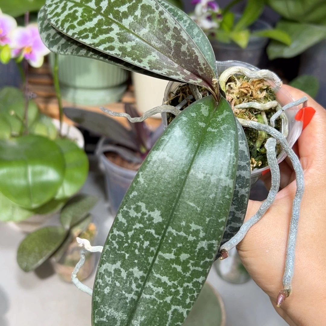 轻***水大部分开放少量花苞