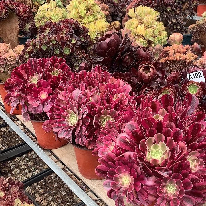 美杜莎绣球一颗多肉法师