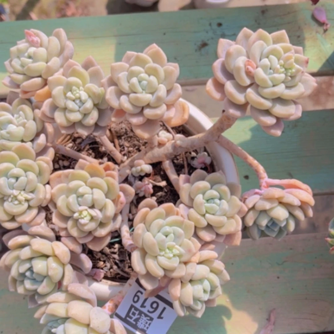 【闪购商品】克洛伊1619