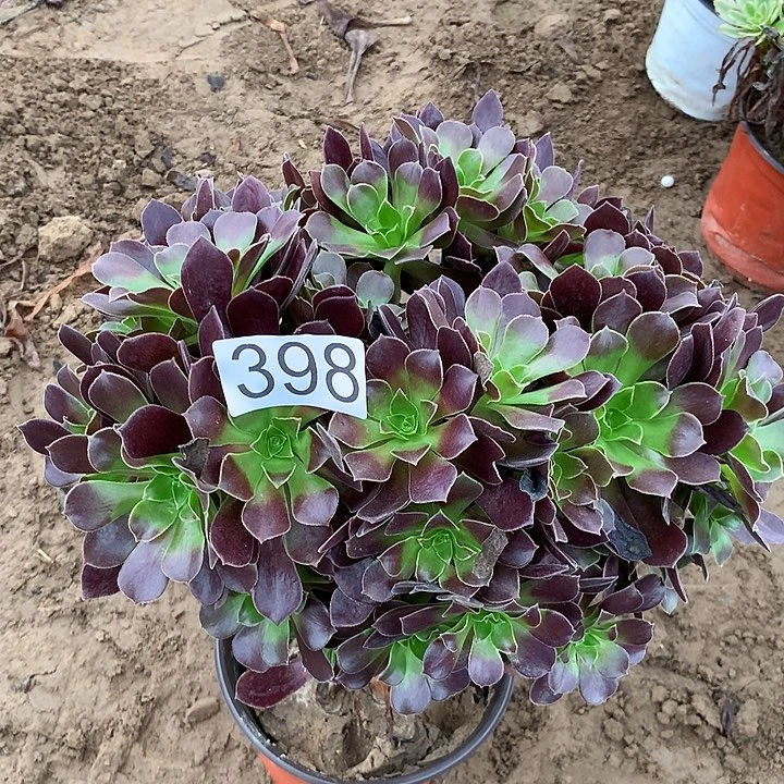 无花朵398梅花波蒂多肉